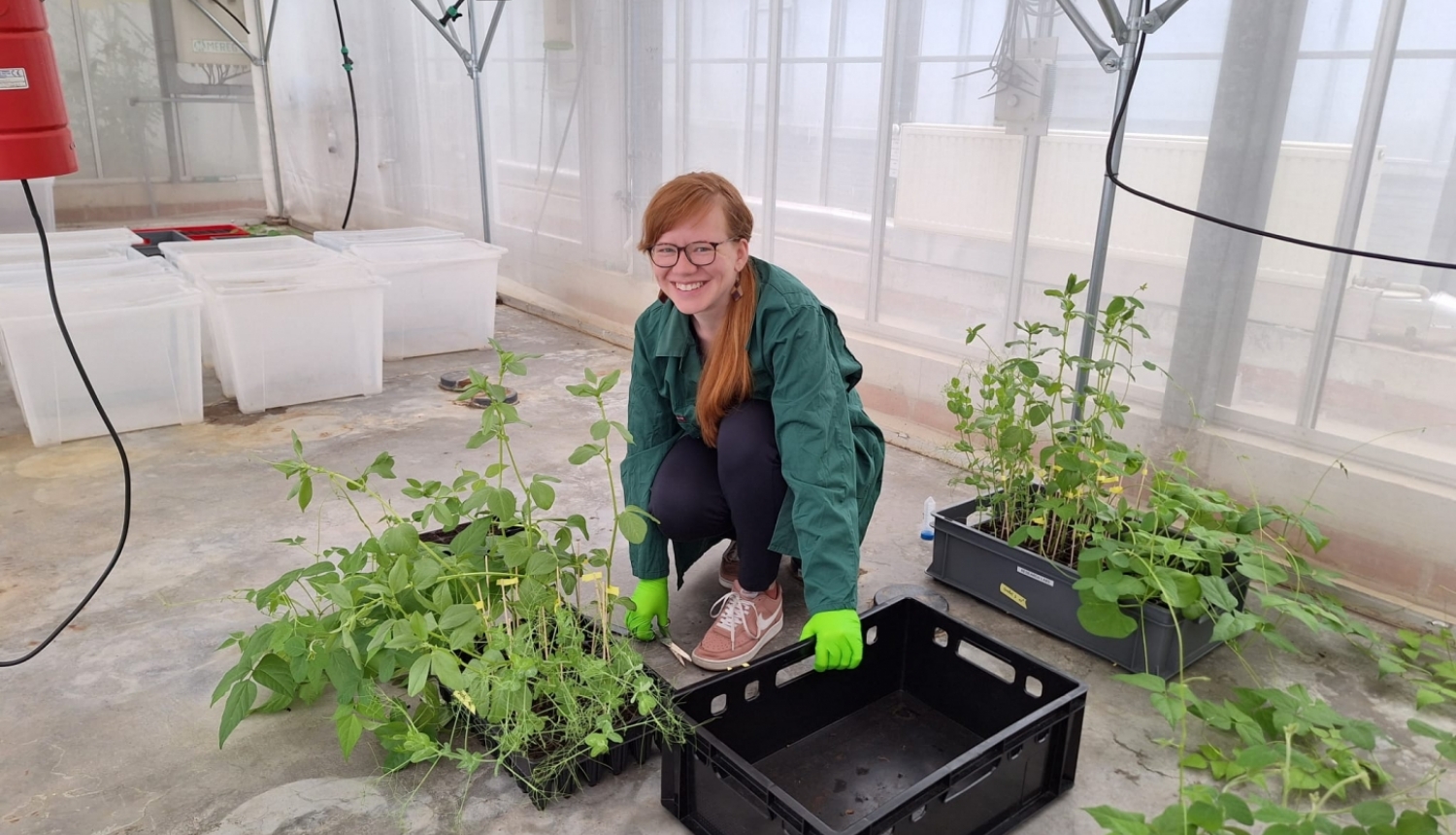 Laura Celma pie ievākto augu paraugu kastes laboratorijas telpās